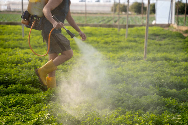 Best Pest Control Near Me  in Calumet City, IL