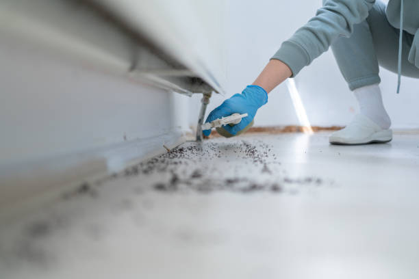 Trusted Calumet City, IL Pest Control Experts